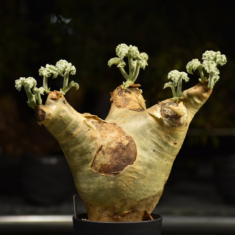 Cyphostemma uter var. macropus キフォステンマ ウター マクロプ