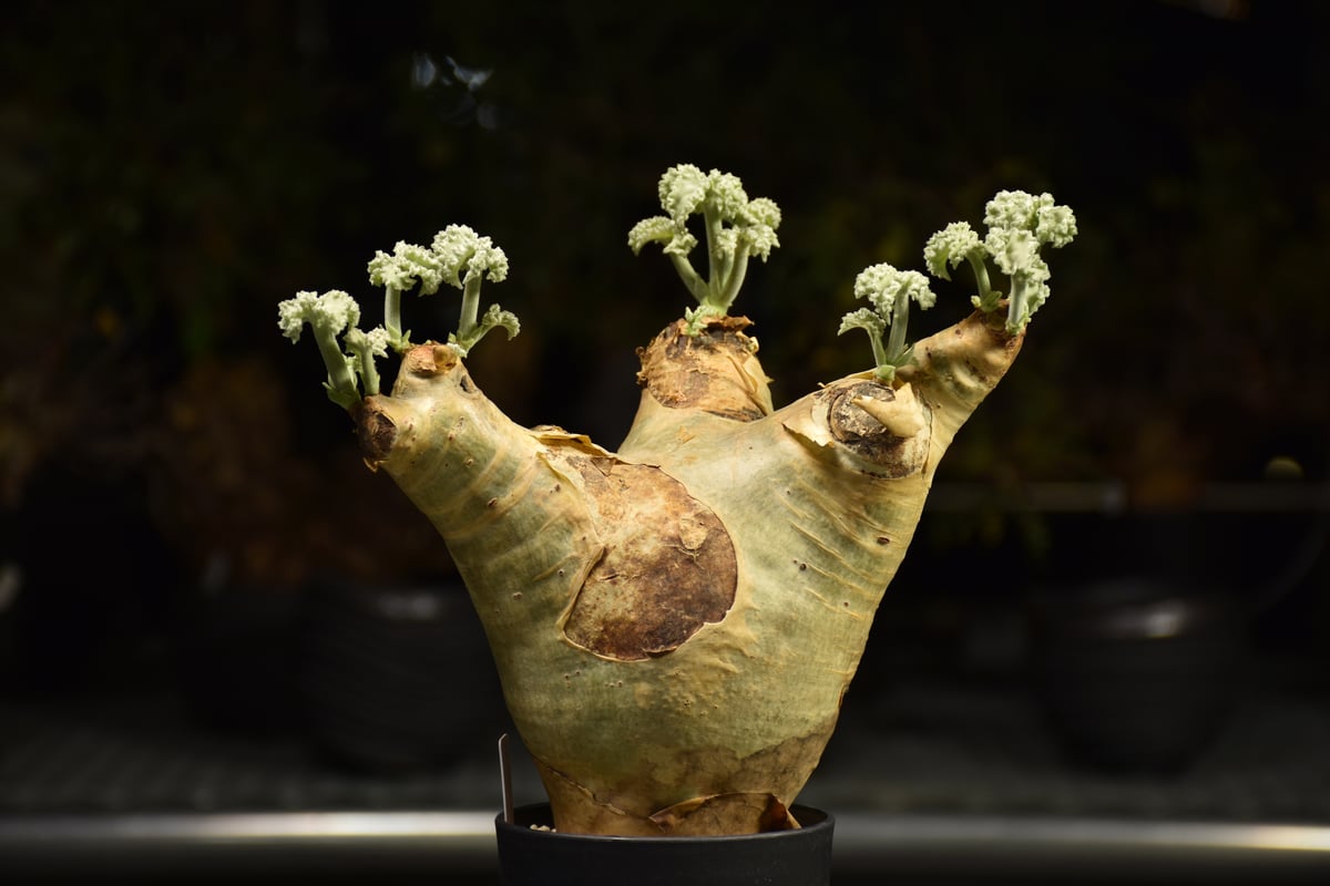 Cyphostemma uter var. macropus キフォステンマ ウター マクロプ