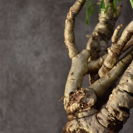 Jatropha spicata ヤトロファ スピカータ 発根済現地株 #9