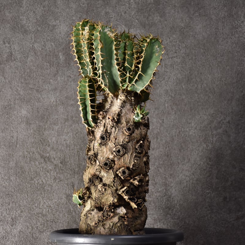 Euphorbia mlanjeana ユーフォルビア ムランジーナ 発根済現地株 #3 |