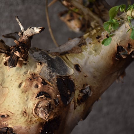 Commiphora kataf var.turkanensis コミフォラ カタフ ターカネンシス 発根済現地株 1