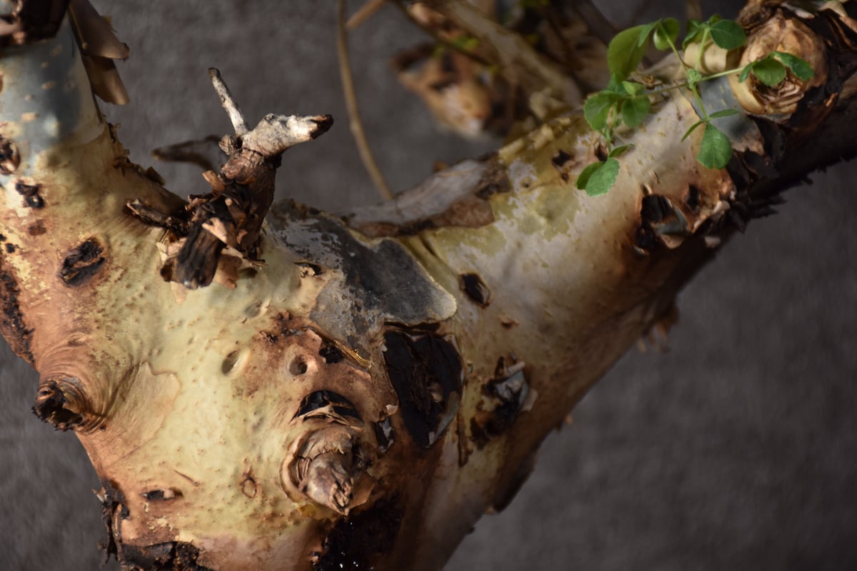 コミフォラ カタフ ターカネンシス Commiphora kataf Commiphora kataf var. turkanensis