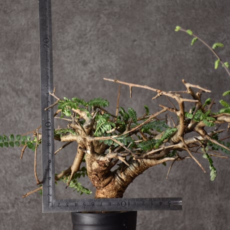 Boswellia neglecta　ボスウェリア ネグレクタ　発根済現地株　#8