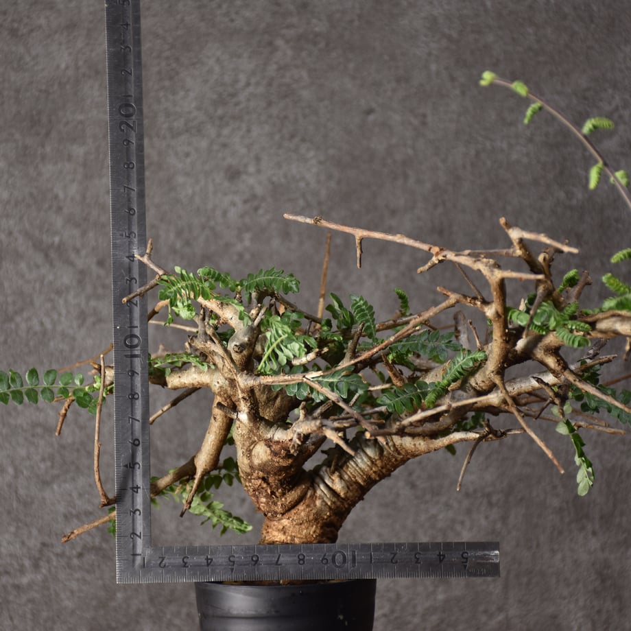 66421450926756097dd4dd1d