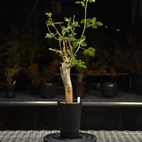 Commiphora holtziana コミフォラ ホルトジアナ 発根済現地株 H22