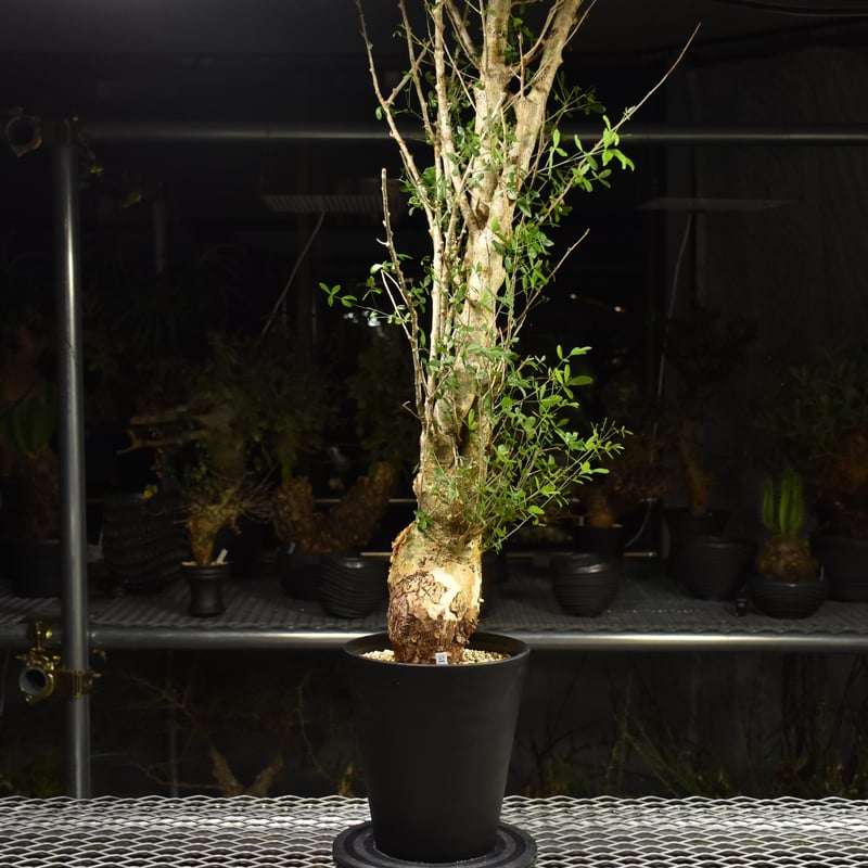 n*o様 超特大 コミフォラ フンベルティ Commiphora Humbert Commiphora humbertii コミフォラ フンベルティ 発根済現地株 I10 送料
