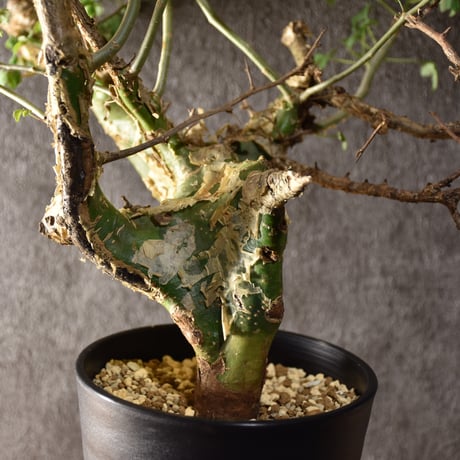 Commiphora campestris var. campestris コミフォラ カンペストリス 発根済現地株 #2
