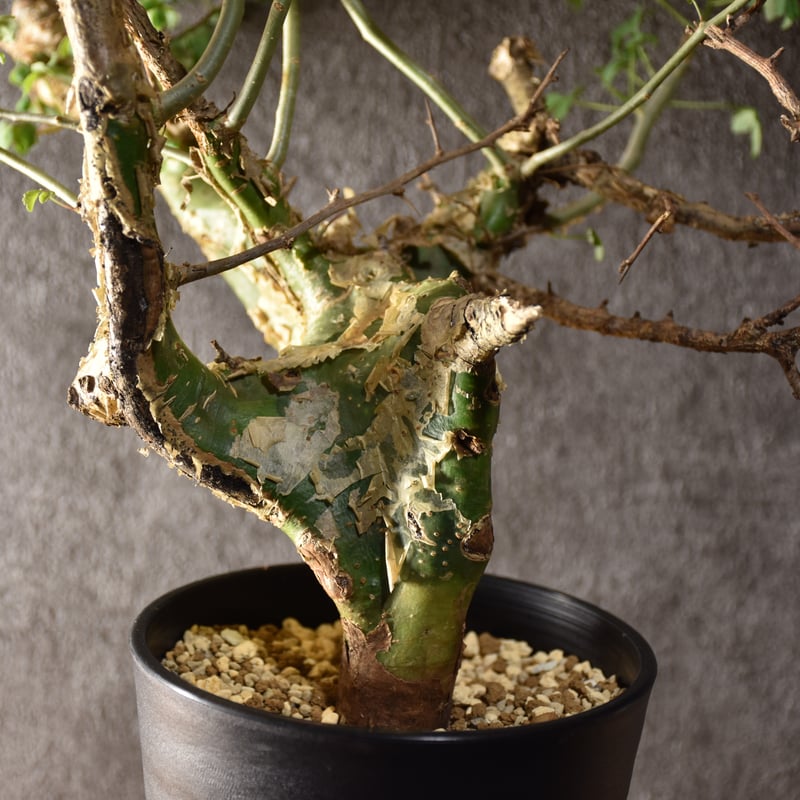 n*o様 特大 コミフォラ カンペストリス Commiphora Campest Commiphora campestris var. campestris コミフォラ カンペ