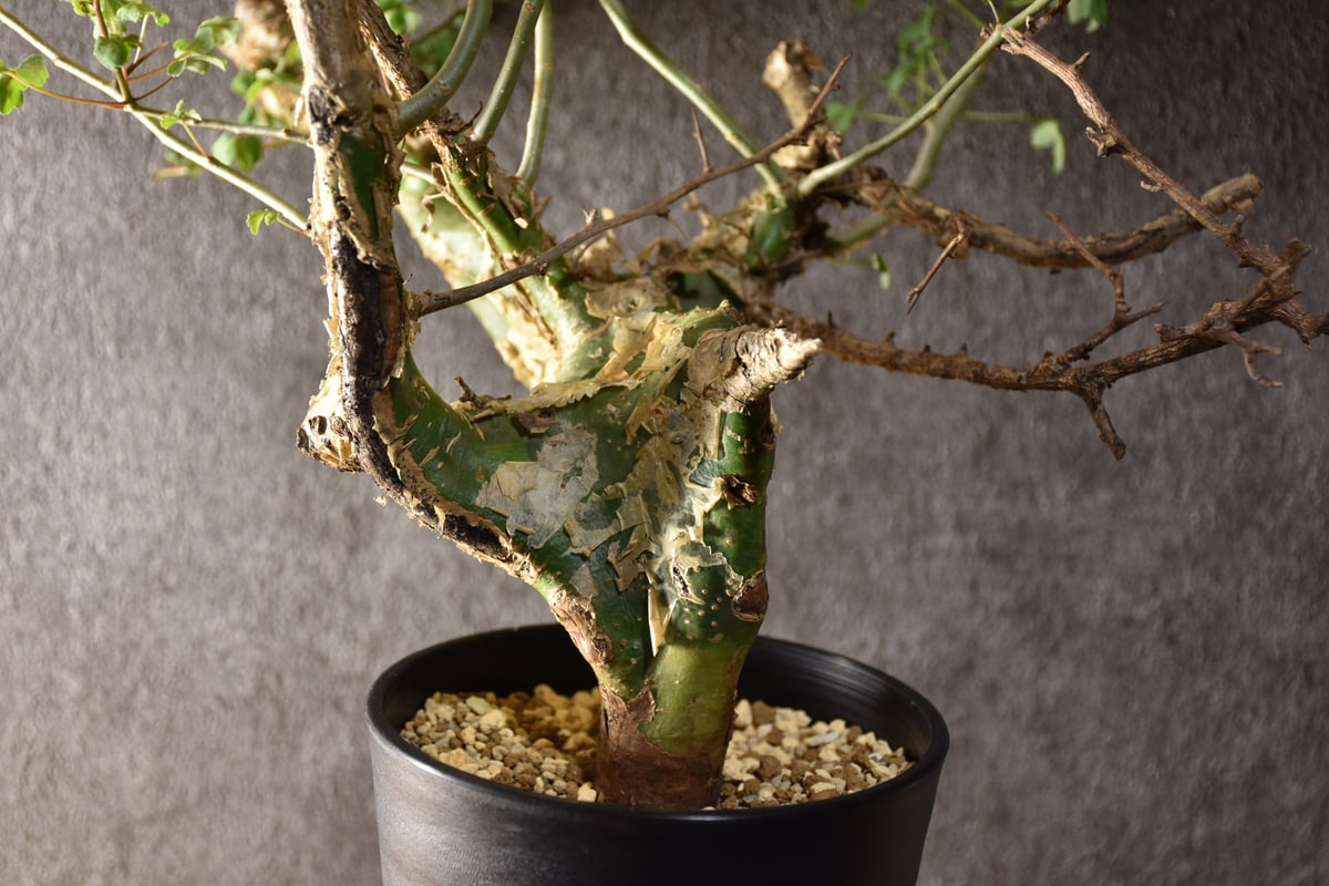 n*o様 特大 コミフォラ カンペストリス Commiphora Campest Commiphora campestris var. campestris コミフォラ カンペ