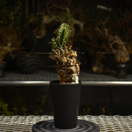 CATEGORY Euphorbia | BONDEX