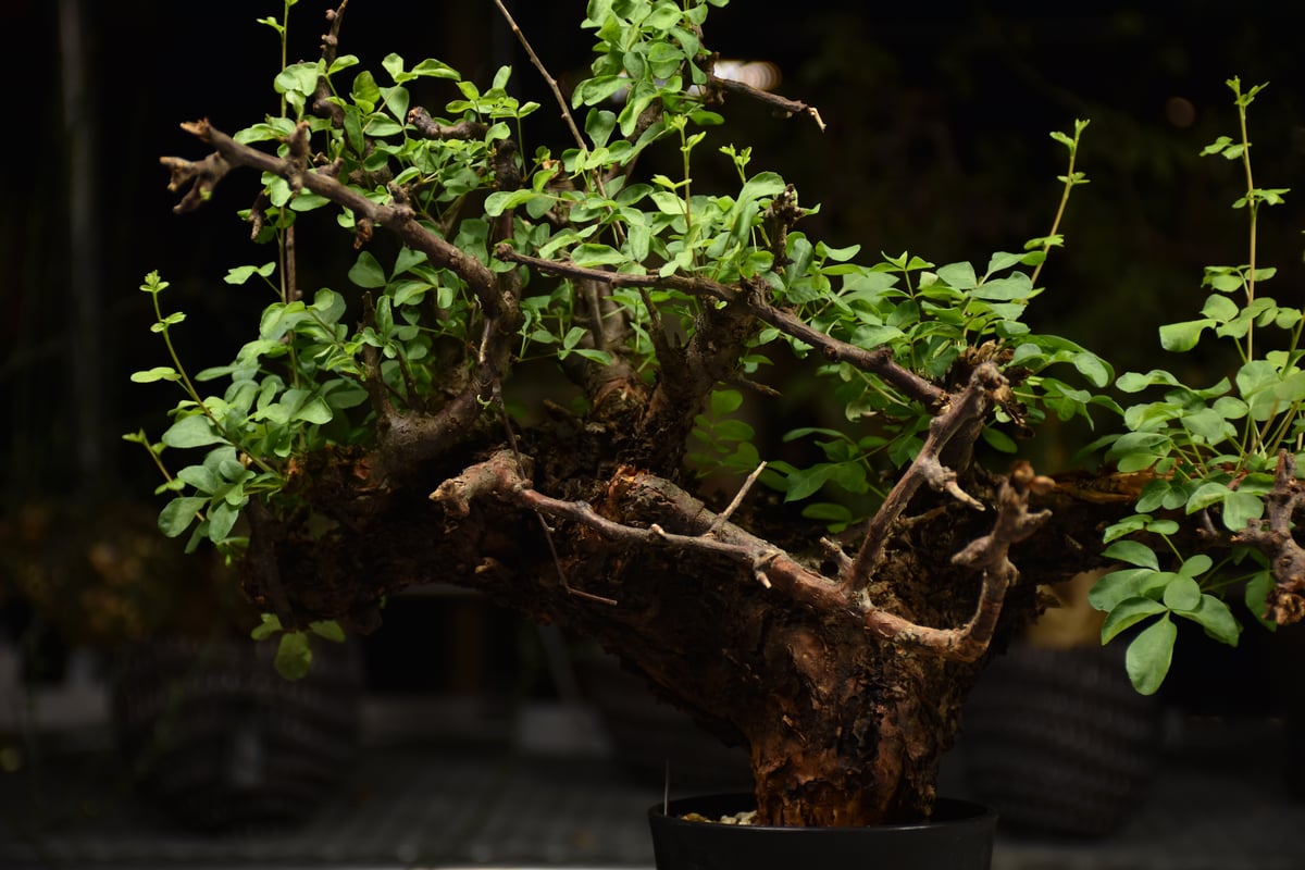 bon 25様　 コミフォラ　フンベルティ　現地球　発根済 Commiphora Boranensis コミフォラ ボラネンシス 発根済現地株