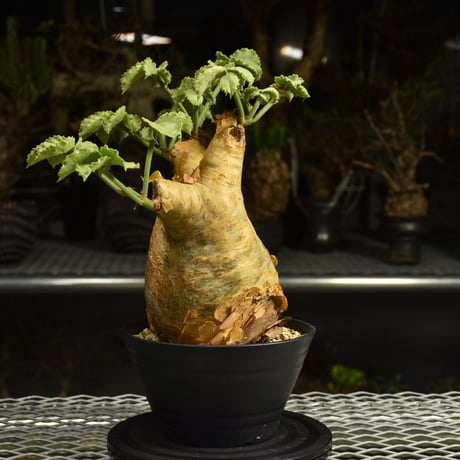 Cyphostemma uter var. macropus　キフォステンマ ウター マクロプス 発根済現地株 I57