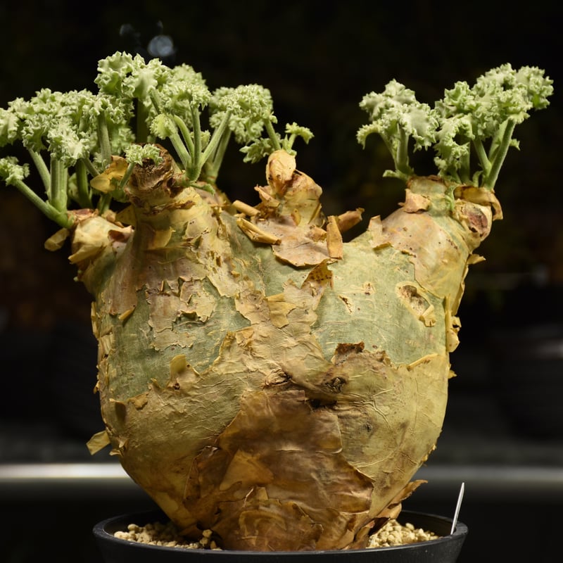 Cyphostemma uter var. macropus キフォステンマ ウター マクロプ