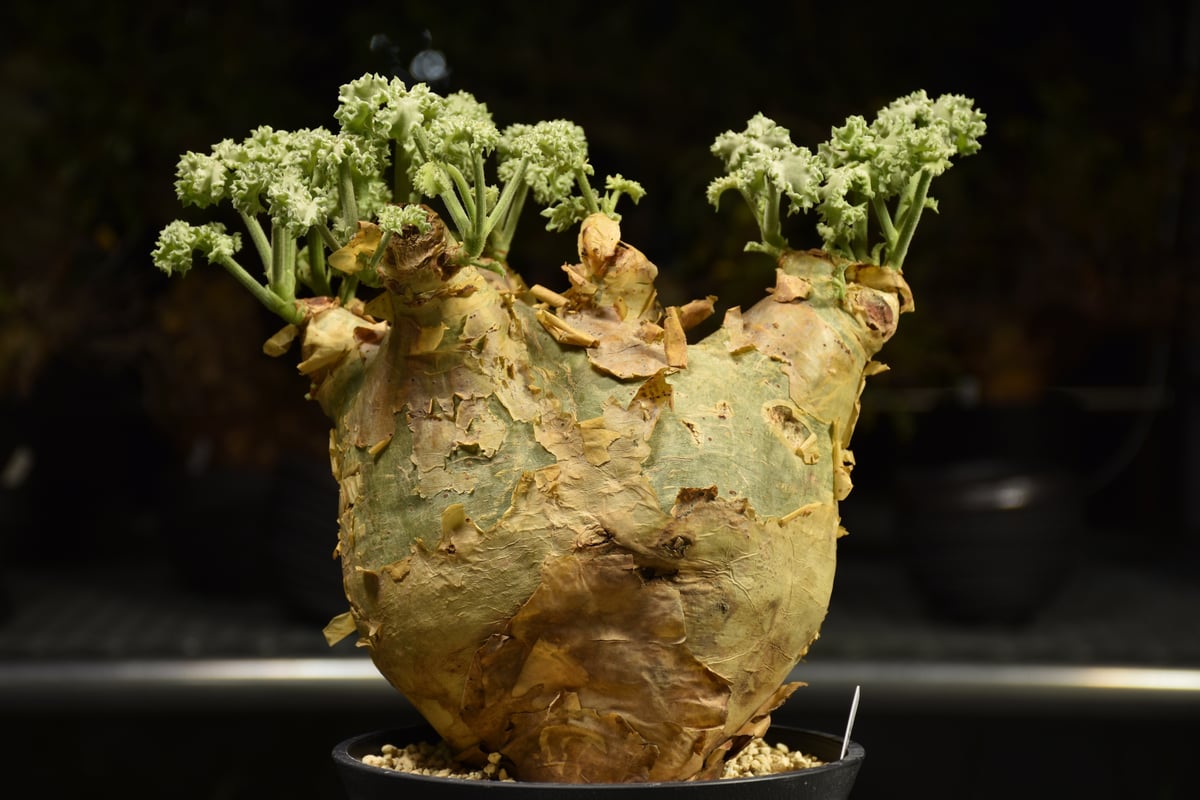 サマーセール！ 特大 扁平株 キフォステンマ ウター マクロプス 発根済 現地球 サマーセール！ 特大 扁平株 キフォステンマ ウター マクロプス