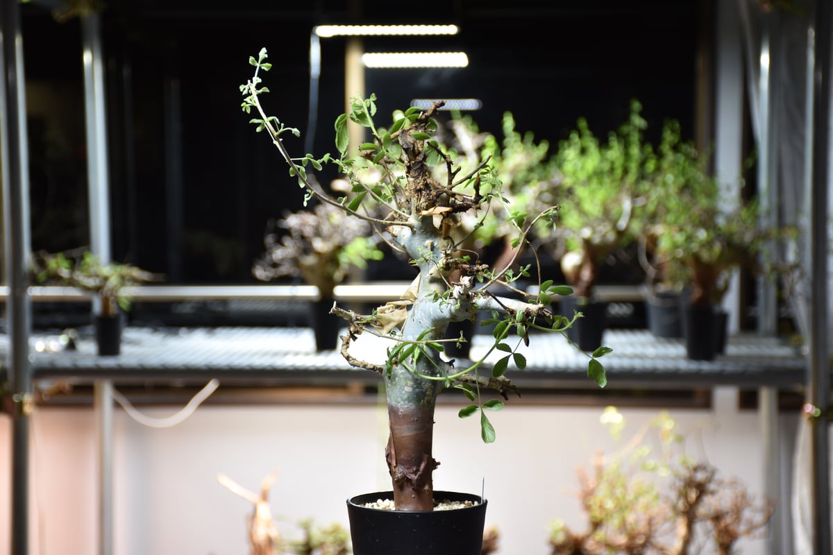 発根済み　現地球　コミフォラ・ホルトジアナ Commiphora holtziana コミフォラ ホルトジアナ 発根済現地株 #9 | B