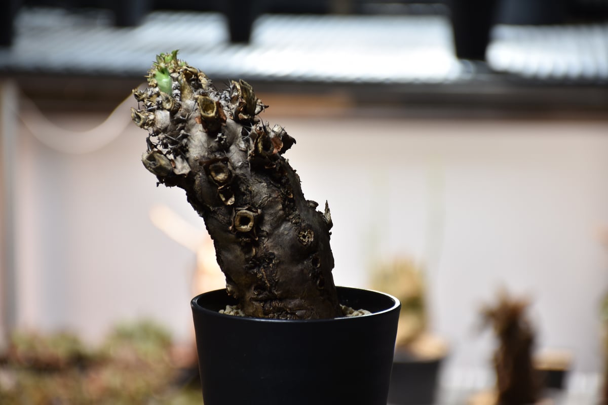 Euphorbia かるい ramena ユーフォルビア ラメナ発根済みB 