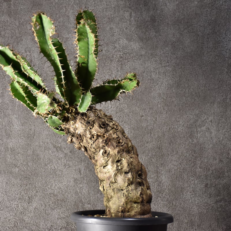 Euphorbia mlanjeana ユーフォルビア ムランジーナ 発根済現地株