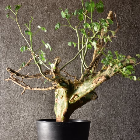 Commiphora campestris var. campestris コミフォラ カンペストリス 発根済現地株 #2