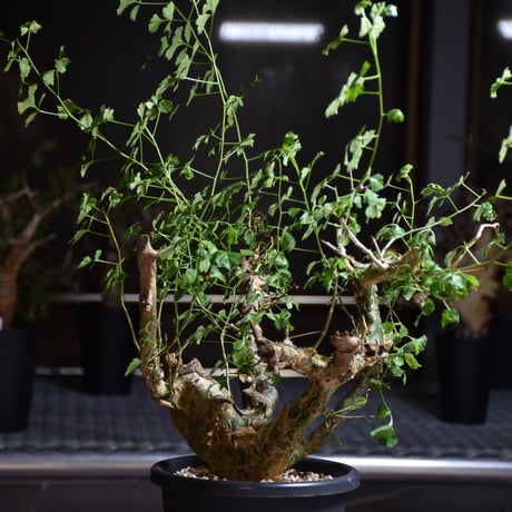 Commiphora campestris var. campestris コミフォラ カンペストリス 発根済現地株 B7