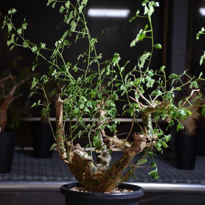 Commiphora campestris var. campestris コミフォラ カンペ