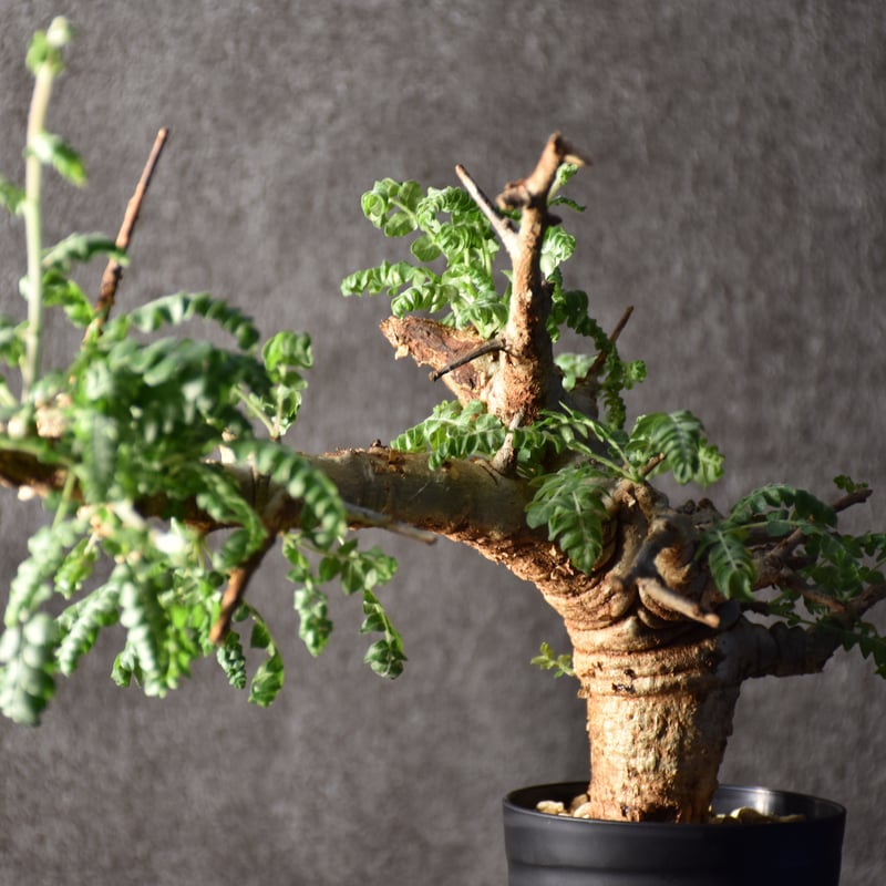 Boswellia neglecta ボスウェリア ネグレクタ 発根済現地株 #1