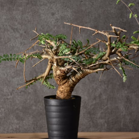 Boswellia neglecta　ボスウェリア ネグレクタ　発根済現地株　#8