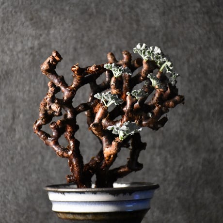 Pelargonium mirabile　ペラルゴニウム ミラビレ　発根済現地株 #1