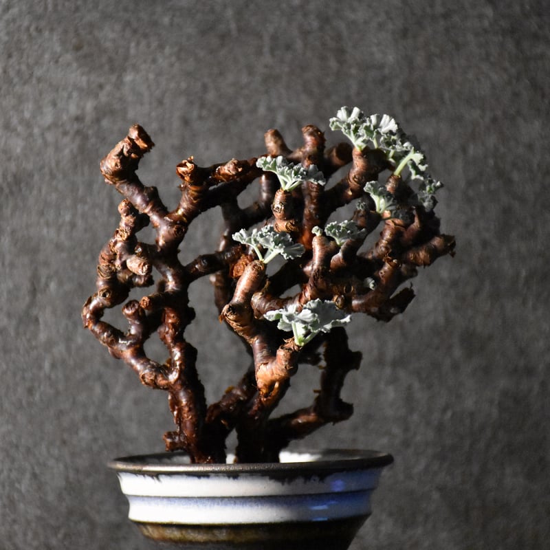 【発根済】Pelargonium mirabile ミラビレ 4株 Pelargonium mirabile / ペラルゴニウム ミラビレ 現地株 発根済