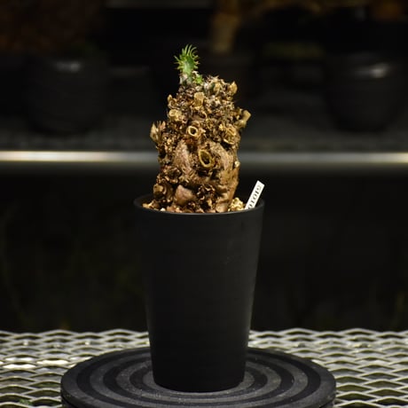Euphorbia mlanjeana　ユーフォルビア ムランジーナ 発根済現地株 I32