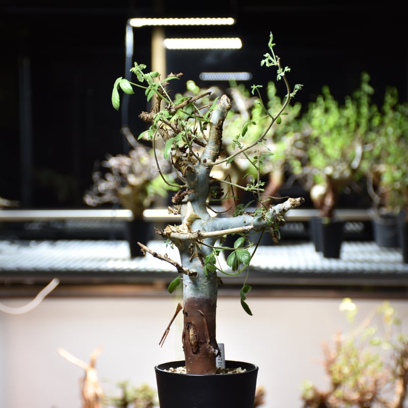 Commiphora holtziana コミフォラ ホルトジアナ 発根済現地株 #7