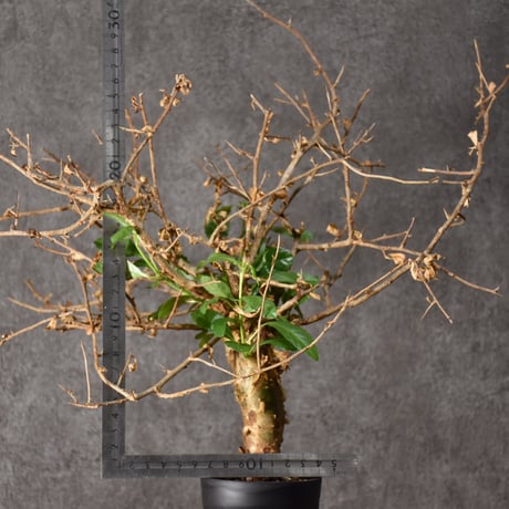 Commiphora habessinica コミフォラ ハベシニカ 発根済現地株 #3