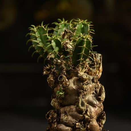 Euphorbia mlanjeana　ユーフォルビア ムランジーナ 発根済現地株 I41