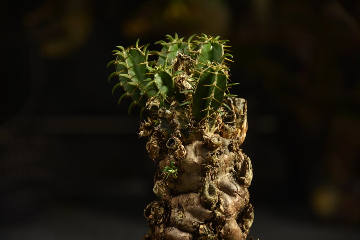 ユーフォルビア ムランジーナ 現地株 ユーフォルビア ムランジーナ 現地球 Euphorbia mlanjeana Euphorbia