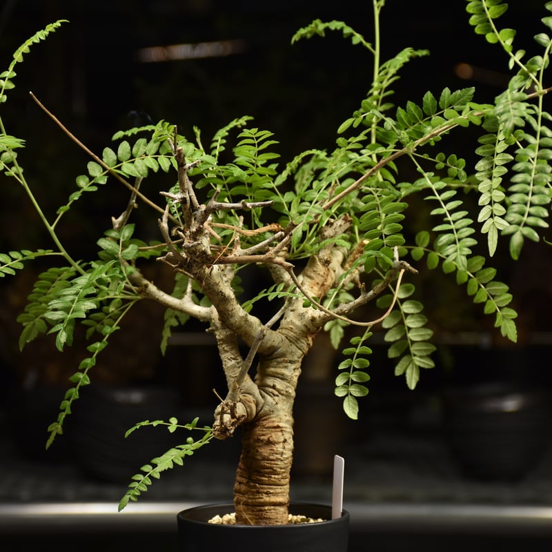 Boswellia neglecta ボスウェリア ネグレクタ 発根済現地株 H12 | BO