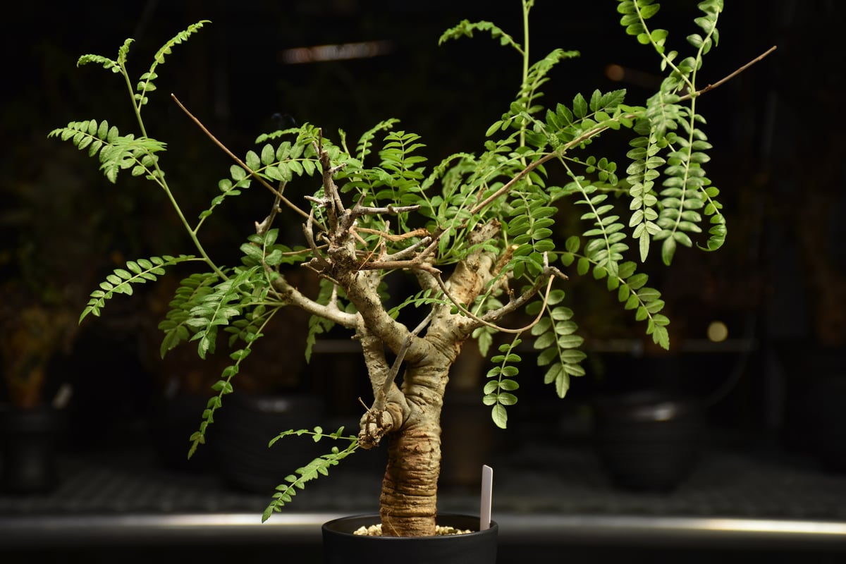 Boswellia neglecta ボスウェリア ネグレクタ 発根済現地株 H12 | BO
