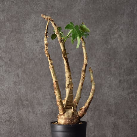 Jatropha spicata ヤトロファ スピカータ 発根済現地株 #8