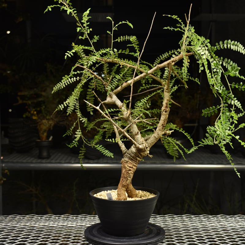 Boswellia neglecta ボスウェリア ネグレクタ 発根済現地株 H15 | BO