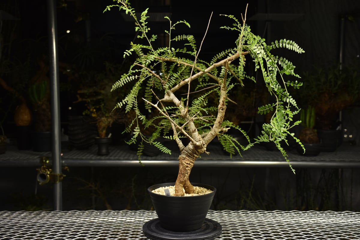 ボスウェリア　ネグレクタ　現地株　発根済み Boswellia neglecta ボスウェリア ネグレクタ 発根済現地株 H15 | BO