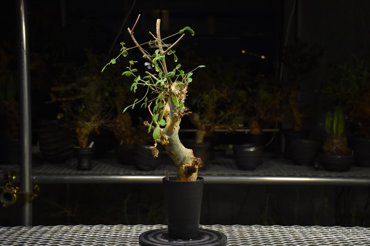 Commiphora holtziana コミフォラ ホルトジアナ 発根済現地株 H29 |