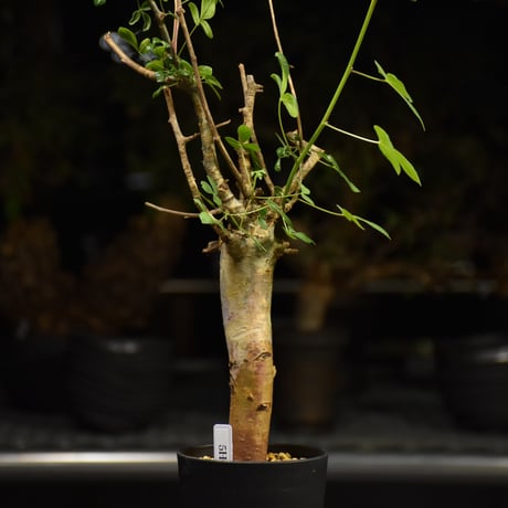 Commiphora holtziana コミフォラ ホルトジアナ 発根済現地株 H22