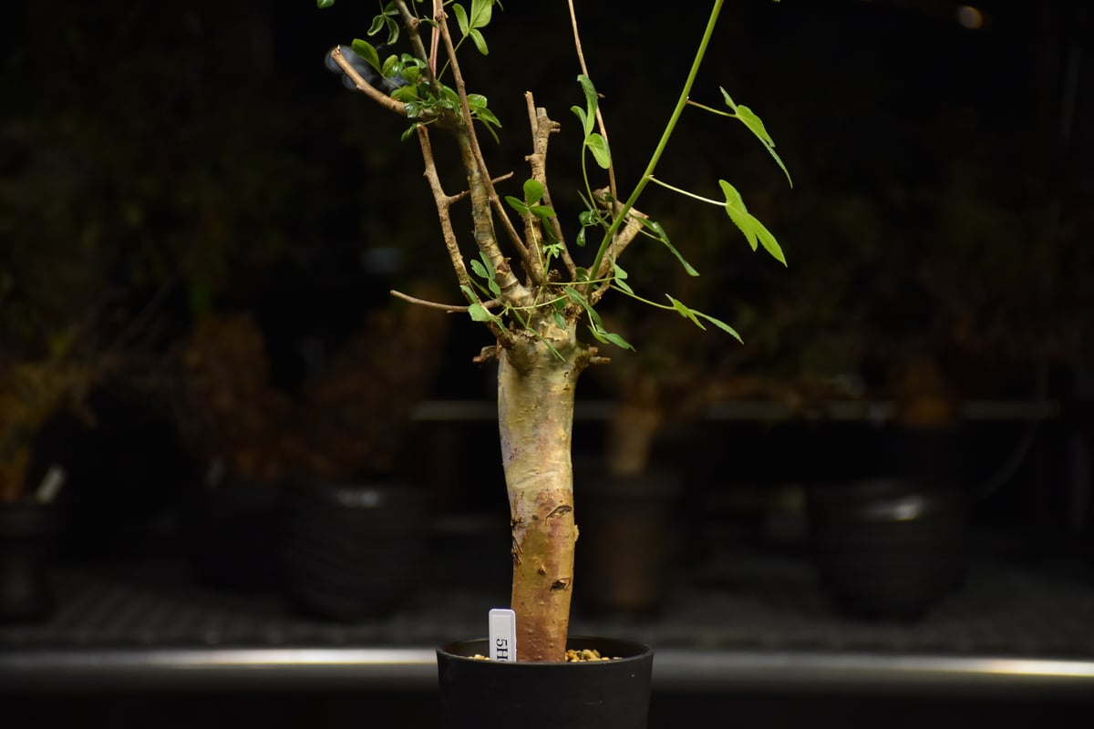 Commiphora holtziana コミフォラ ホルトジアナ 発根済現地株 H22 |