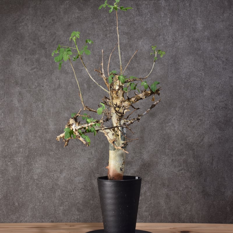 Commiphora holtziana コミフォラ ホルトジアナ 発根済現地株 #2 | B...