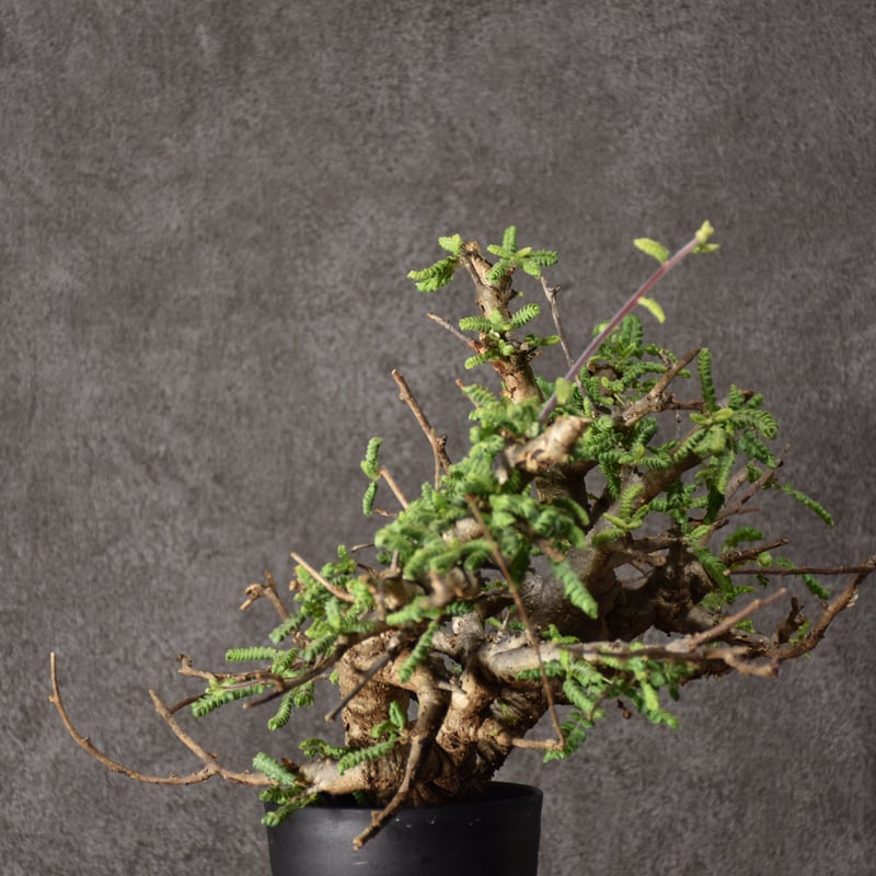 Boswellia neglecta ボスウェリア ネグレクタ 発根済現地株 #10