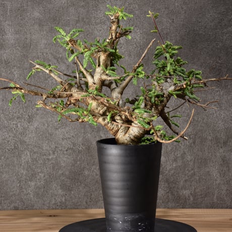 Boswellia neglecta ボスウェリア ネグレクタ 発根済現地株 #10