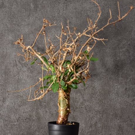 Commiphora habessinica コミフォラ ハベシニカ 発根済現地株 #3