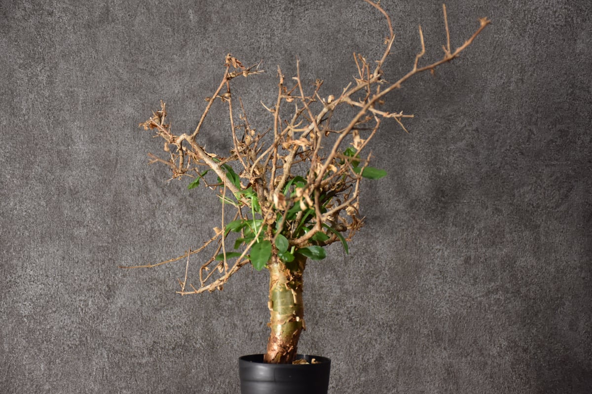 Commiphora habessinica コミフォラ ハベシニカ 発根済現地株 #3 |