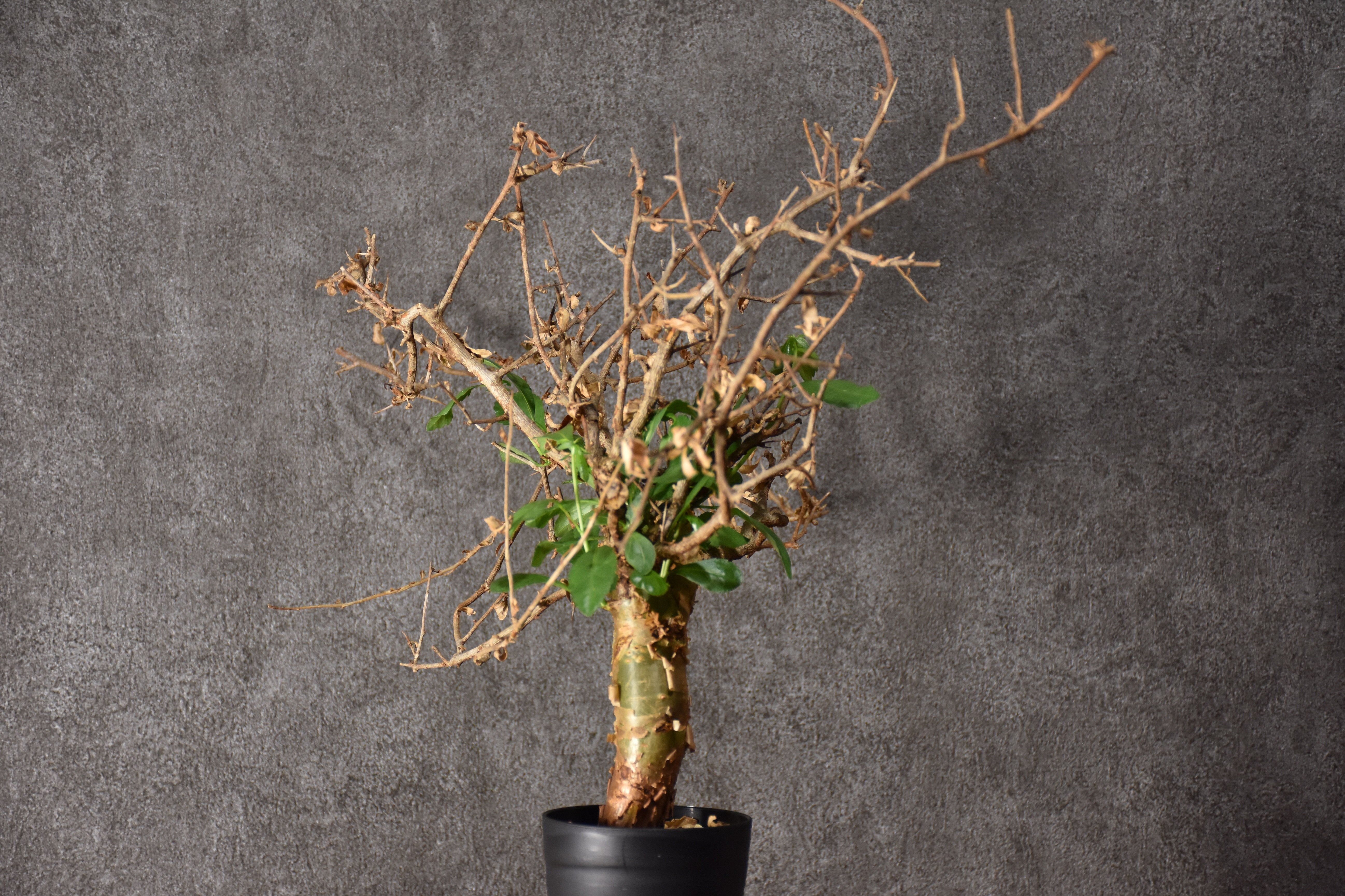 Commiphora habessinica コミフォラ ハベシニカ 発根済現地株 #3 |