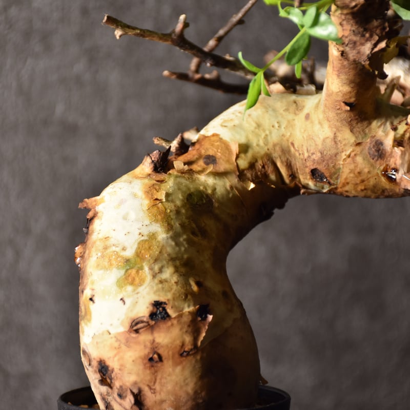 Commiphora kataf pure コミフォラ ピュアカタフ 発根済現地株 4 Commiphora kataf pure コミフォラ ピュアカタフ 発根済現地株 4