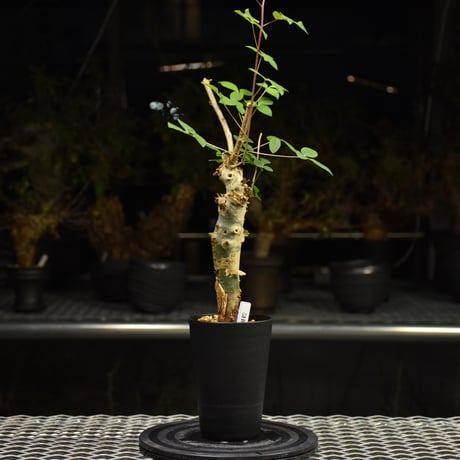 Commiphora holtziana コミフォラ ホルトジアナ 発根済現地株 H31