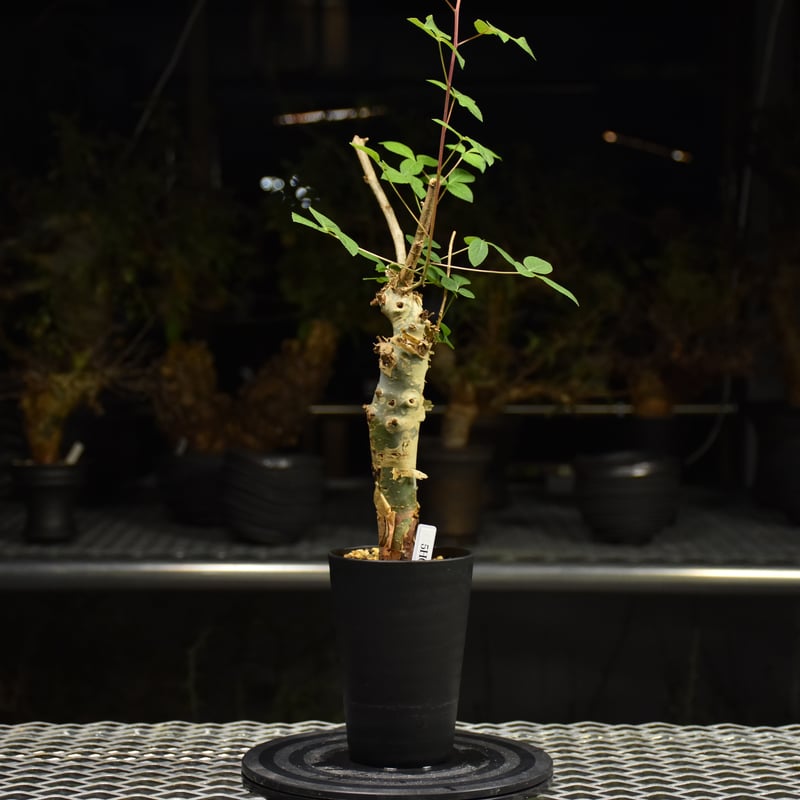Commiphora holtziana コミフォラ ホルトジアナ 発根済現地株 H31 |